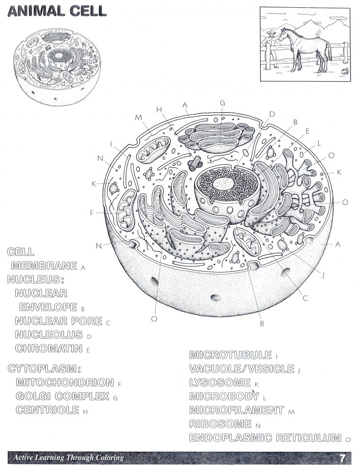 Animal Cell Worksheets Free