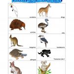 Australian Animals Worksheet   Free Esl Printable Worksheets Made   Free Printable Pictures Of Australian Animals