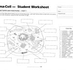 Cells   Mrs. Musto 7Th Grade Life Science   Free Printable Cell Worksheets
