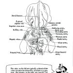 Coloring: Anatomy Coloring Pages Free 6 Printable 94 Cool And   Free Printable Anatomy Pictures