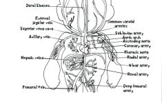 Coloring: Anatomy Coloring Pages Free 6 Printable 94 Cool And – Free Printable Anatomy Pictures