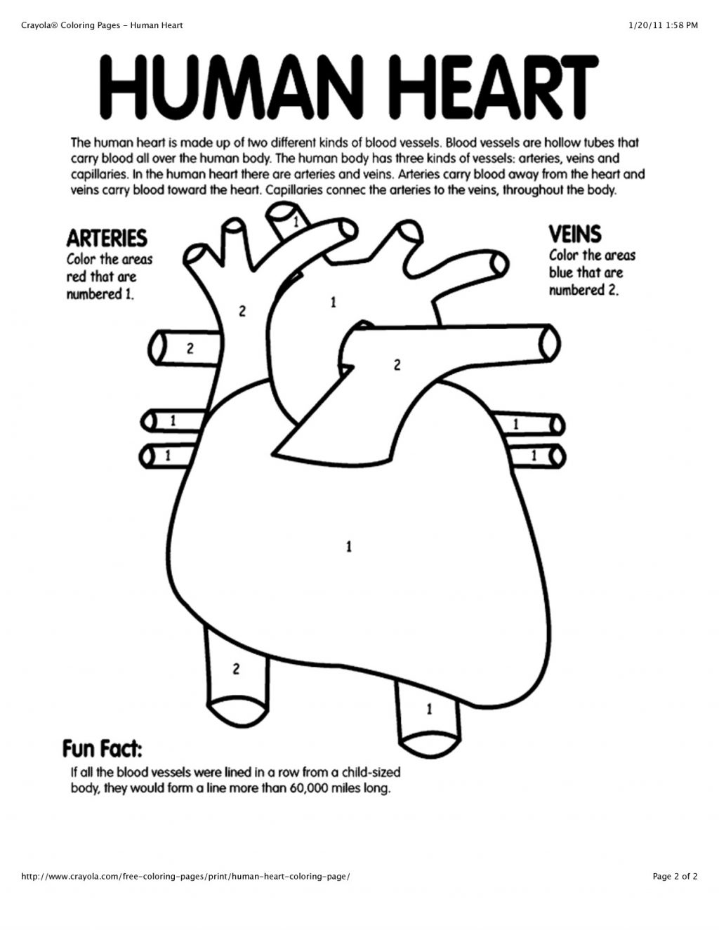 Download Free Anatomy Coloring Pages Printable | Free Printable A to Z