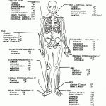 Coloring Pages Ideas: Kcnggk96I Coloring Pages Ideas Outstandingtomy   Free Anatomy Coloring Pages Printable