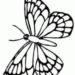 Coloring Pages Ideas: Printable Butterfly Coloring Pagesee Monarch   Free Printable Butterfly Coloring Pages
