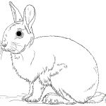 Cute Bunny Rabbit Coloring Page | Free Printable Coloring Pages   Free Printable Bunny Pictures