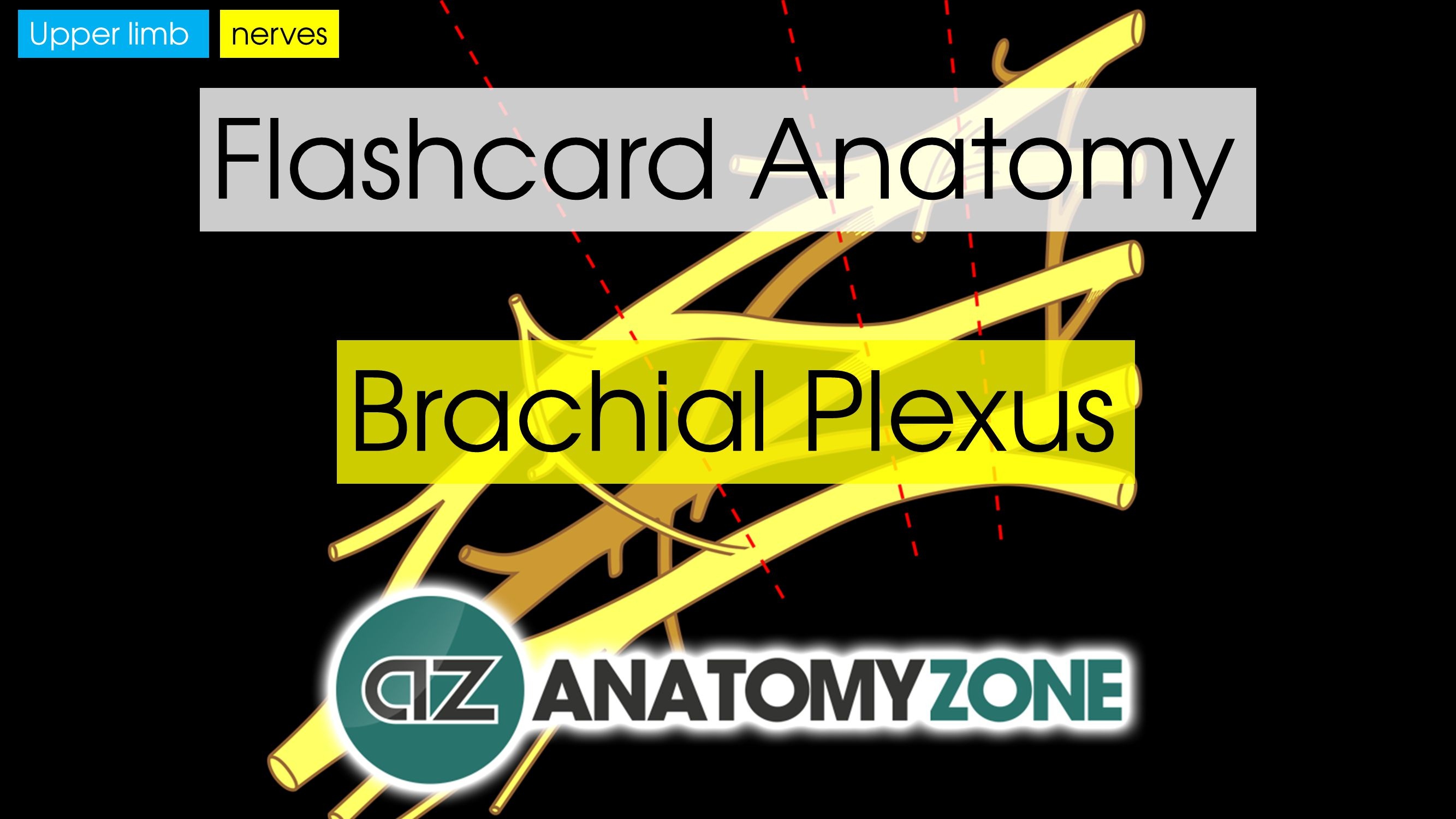 Flashcards • Anatomyzone - Free Printable Muscle Flashcards