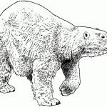 Free Bear Coloring Pages Nice Ideas Baby Polar   Best Coloring Ideas   Polar Bear Printable Pictures Free