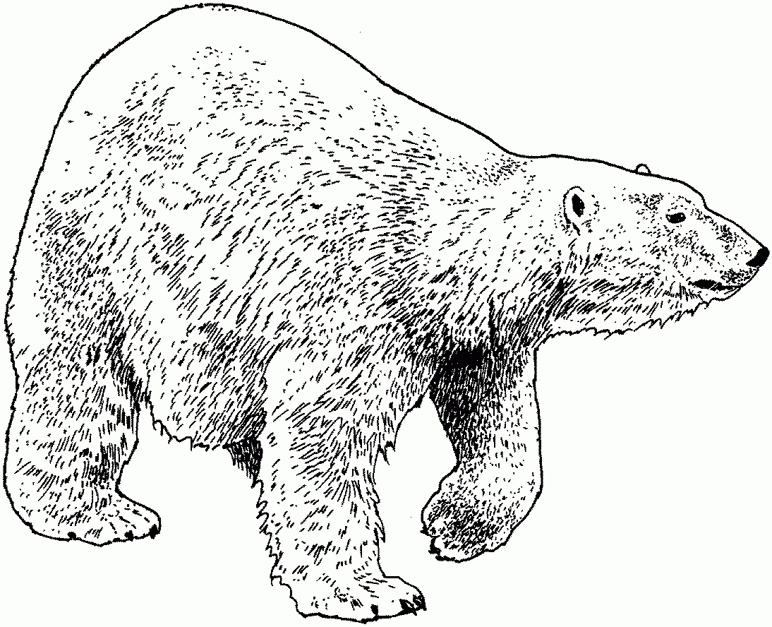 Free Bear Coloring Pages Nice Ideas Baby Polar - Best Coloring Ideas - Polar Bear Printable Pictures Free