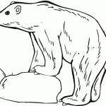Free Printable Polar Bear Coloring Pages For Kids   Polar Bear Printable Pictures Free