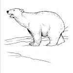 Free Printable Polar Bear Coloring Pages For Kids   Polar Bear Printable Pictures Free