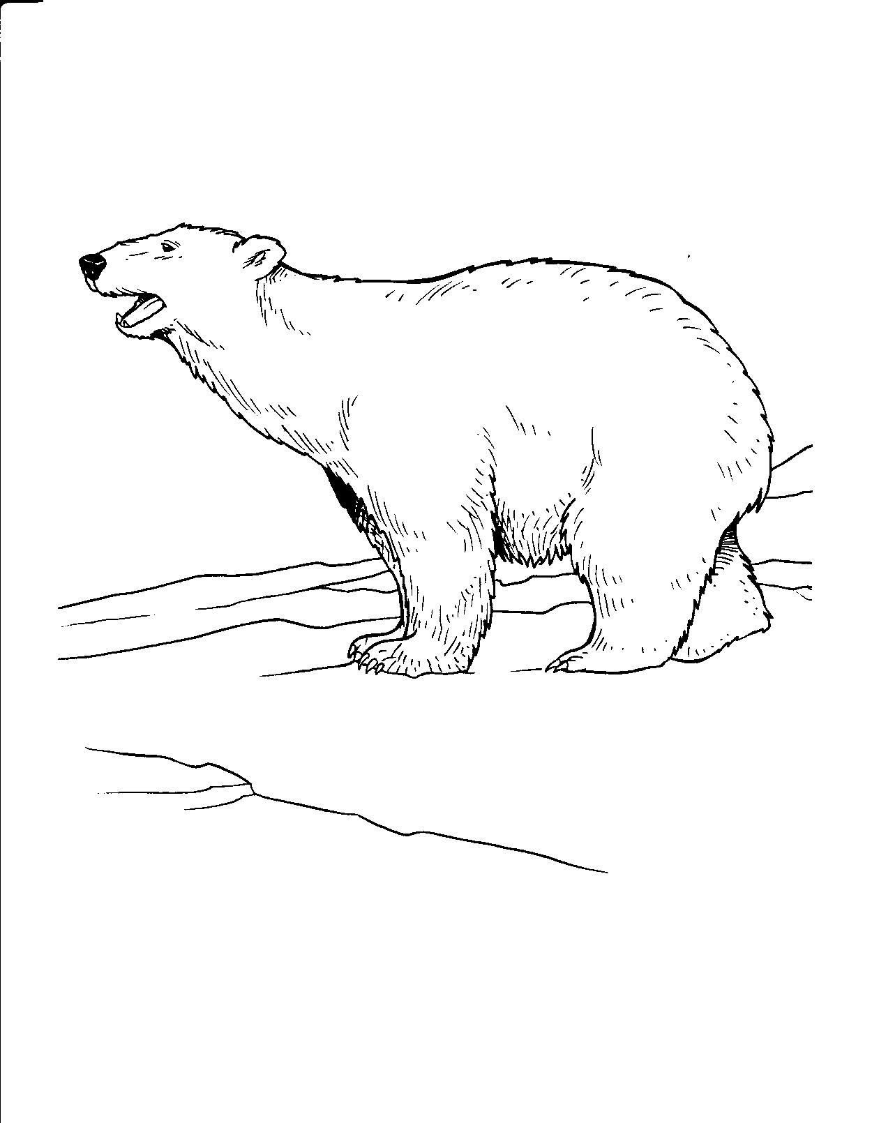 Free Printable Polar Bear Coloring Pages For Kids - Polar Bear Printable Pictures Free