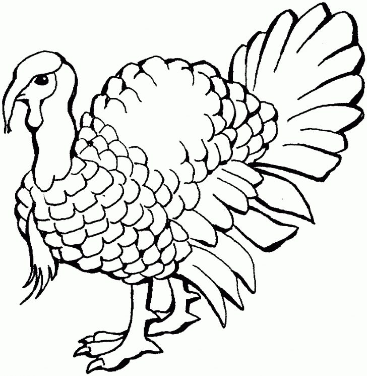 Free Printable Pictures Of Turkeys To Color