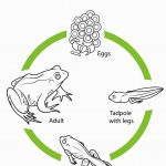 Frog Life Cycle Coloring Page | Coloring Pages | Frog Life   Life Cycle Of A Frog Free Printable Book