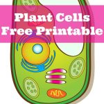 Learning About Plant Cells {Free Printable}   Only Passionate Curiosity   Free Printable Cell Worksheets