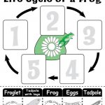 Life Cycle Of A Frog" Free Printable Worksheet | Amphibians | Frog   Life Cycle Of A Frog Free Printable Book