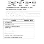 Mitosis Worksheet | Cells, Photosynthesis, Mitosis | Biology Lessons   Free Printable Biology Worksheets For High School