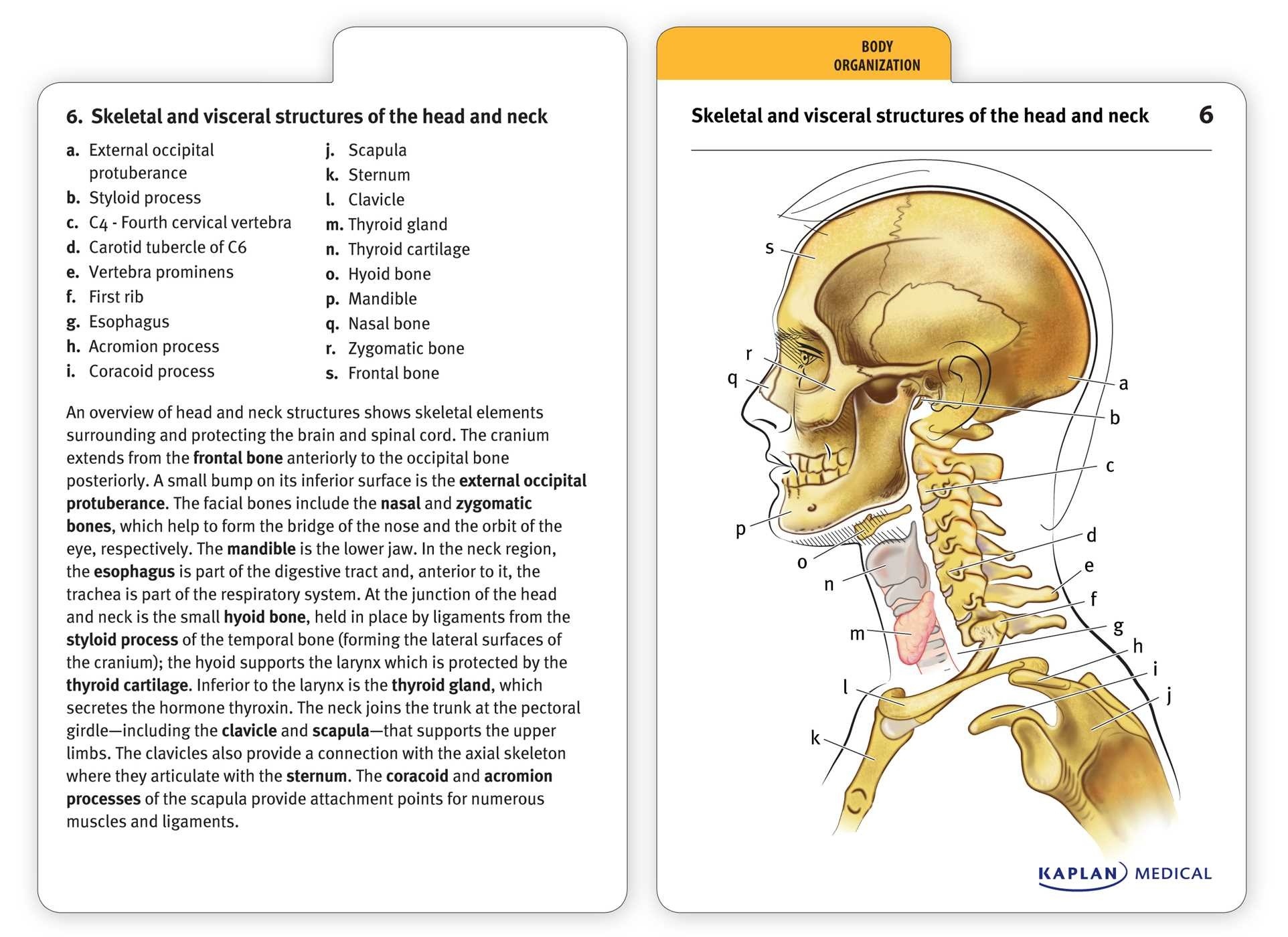 Muscle Anatomy Flash Cards And Muscles Of Face - Anatomy Flashcards - Free Printable Muscle Flashcards
