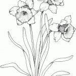 Narcissus Coloring Page From Daffodil Category. Select From 26977   Free Printable Pictures Of Daffodils