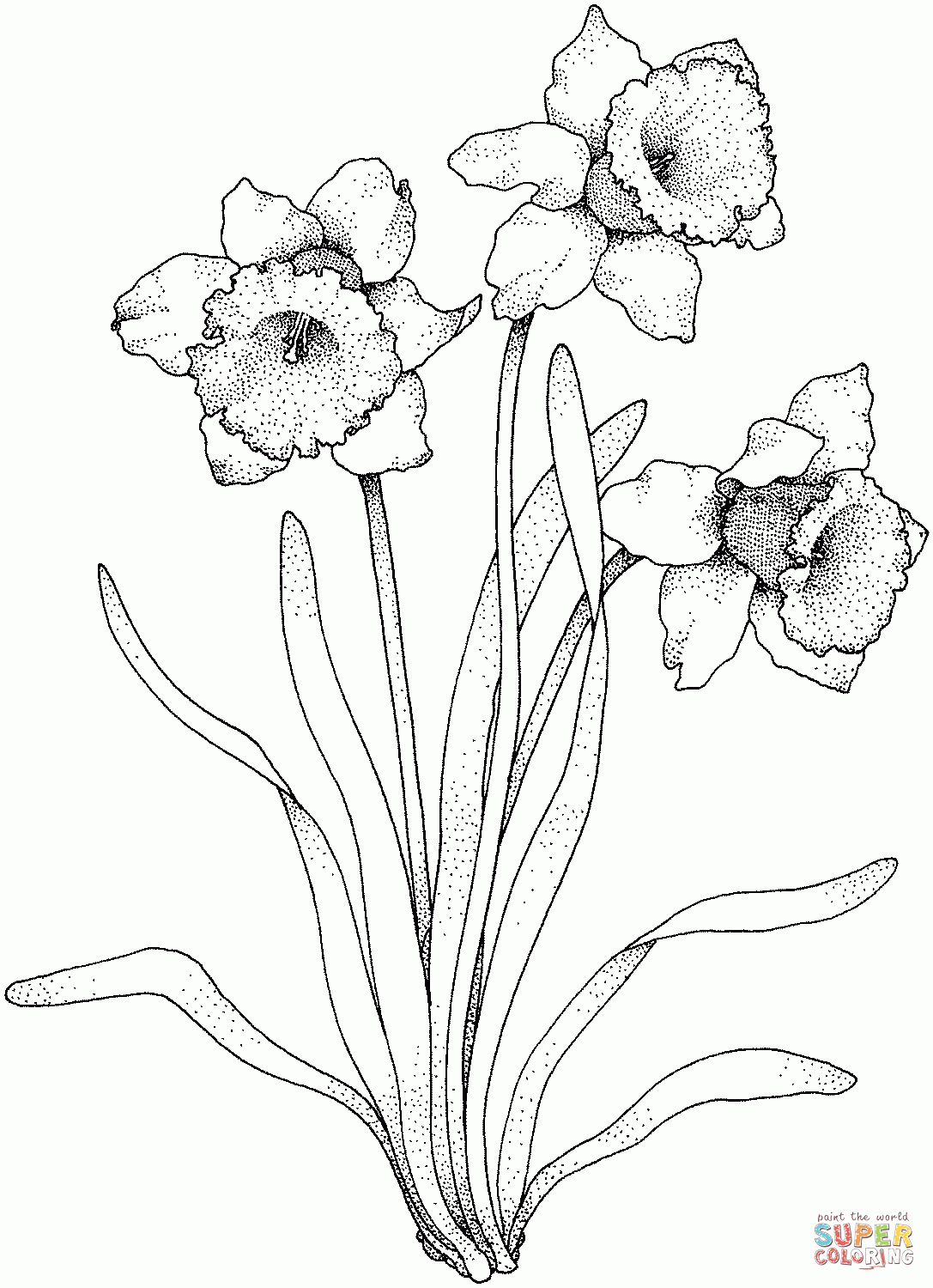 Narcissus Coloring Page From Daffodil Category. Select From 26977 - Free Printable Pictures Of Daffodils