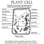 Pinjennifer Kodua On Science | Plant Cell Diagram, Science Cells   Free Printable Cell Worksheets