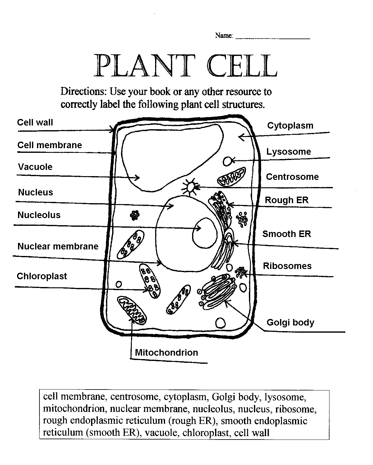 plant cell labeled