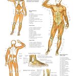 Printable Free Anatomy Study Guides   Free Printable Anatomy Pictures