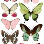 Shtampomaniya: Free Printables. Butterflies. | Butterflies   Free Printable Butterfly Pictures