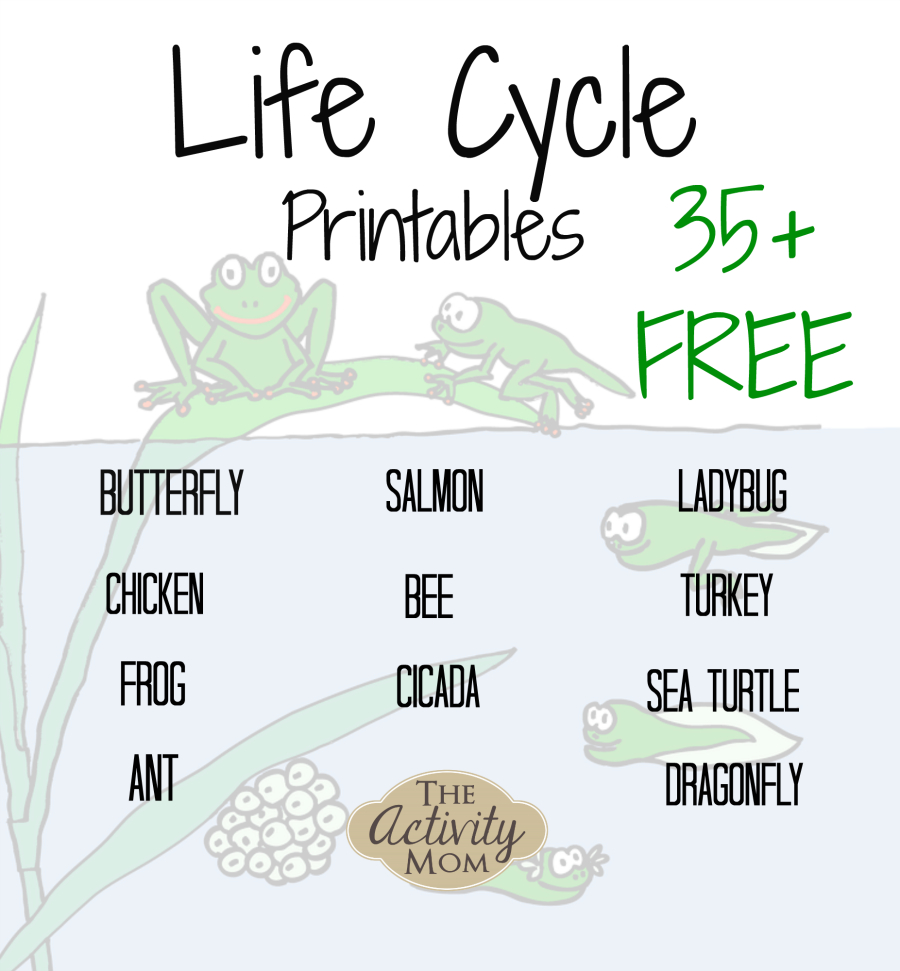 The Activity Mom - Life Cycles Printable - The Activity Mom - Life Cycle Of A Frog Free Printable Book