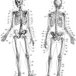 Vintage Anatomy Skeleton Images   The Graphics Fairy   Free Printable Anatomy Pictures
