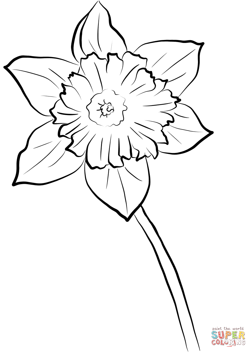 Yellow Daffodil Coloring Page | Free Printable Coloring Pages - Free Printable Pictures Of Daffodils