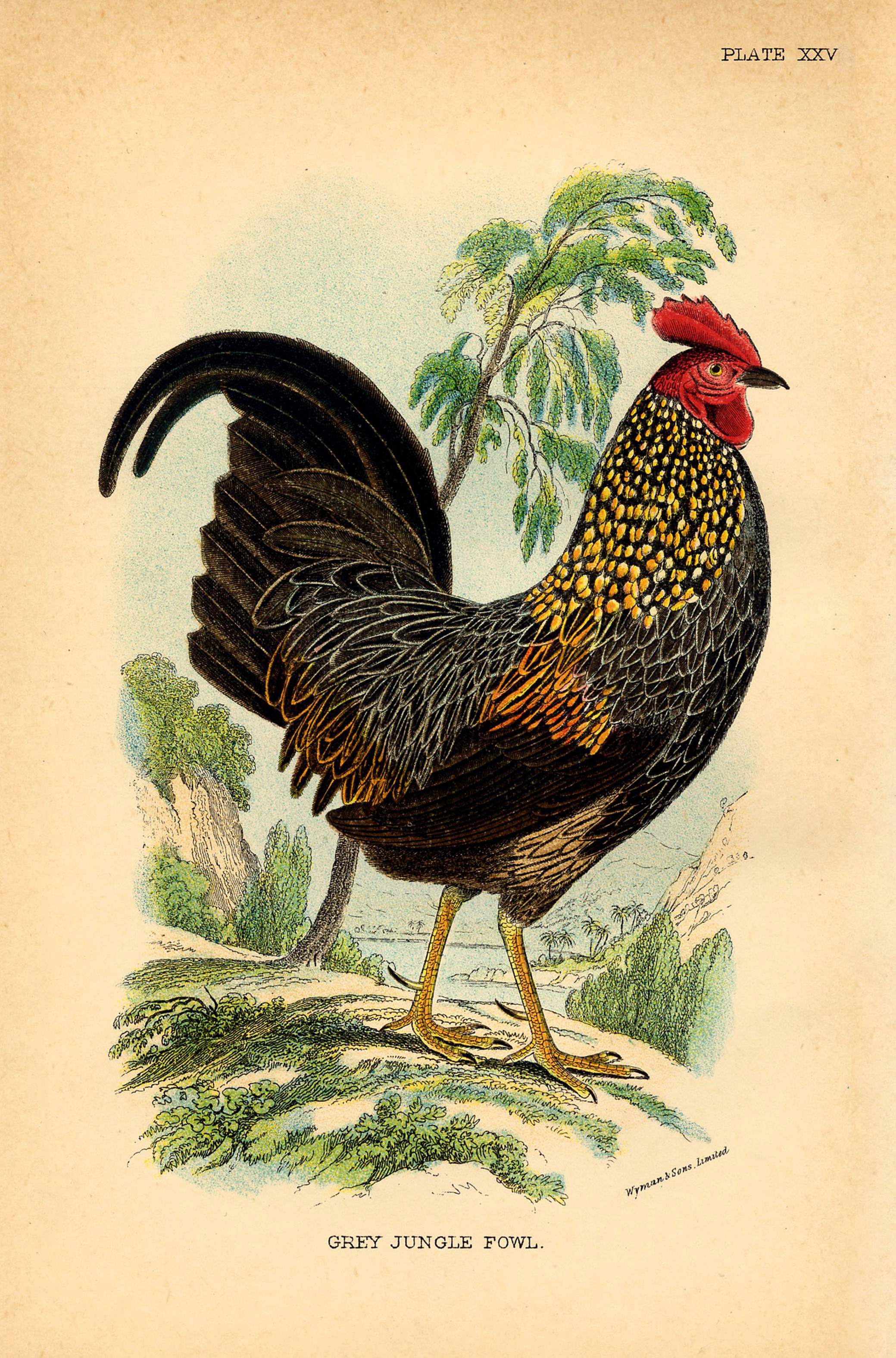 14 Rooster Images! - The Graphics Fairy - Free Printable Pictures Of Roosters
