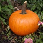 All Of Our Free Pumpkin Carving Patterns And Stencils In One Spot   Pumpkin Carving Patterns Free Printable