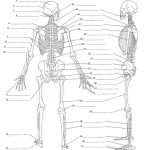 Anatomy Labeling Worksheets   Google Search | I Heart Anatomy   Free Printable Human Anatomy Worksheets