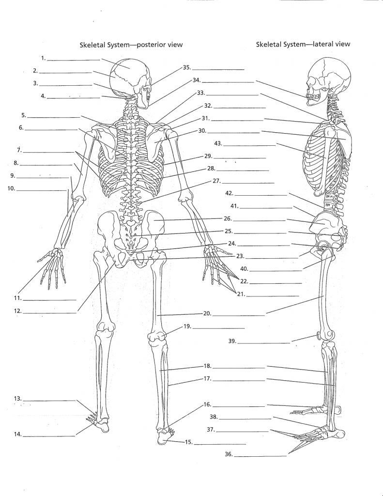 Anatomy Labeling Worksheets - Google Search | I Heart Anatomy - Free Printable Human Anatomy Worksheets