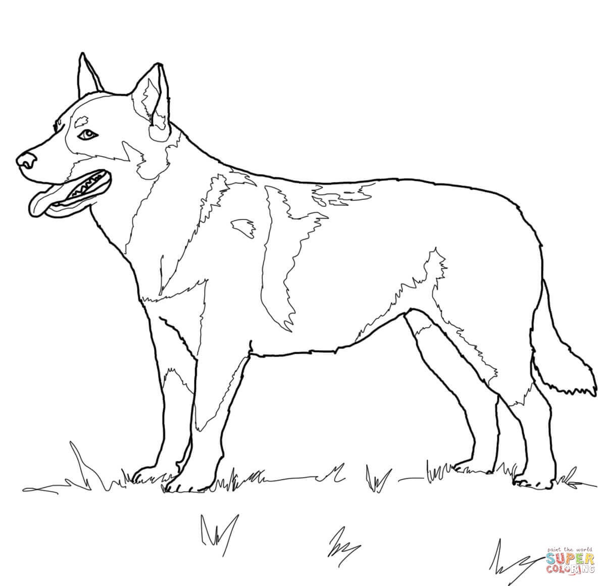 Australian Cattle Dog Coloring Page | Free Printable Coloring Pages - Colouring Pages Dogs Free Printable
