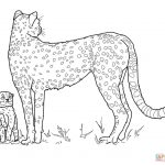 Cheetah Coloring Pages | Free Coloring Pages   Free Printable Cheetah Pictures