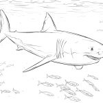 Coloring Ideas : Free Shark Coloring Pages Amazing Great White Dwcp   Free Printable Great White Shark Coloring Pages