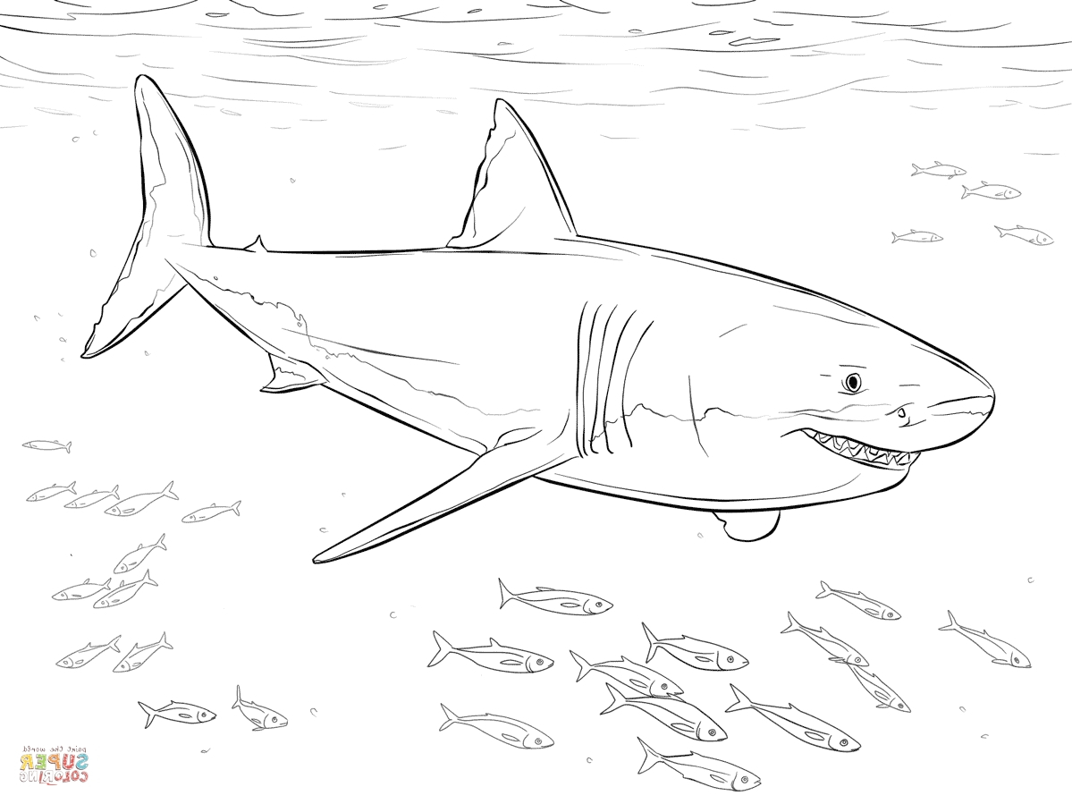 Coloring Ideas : Free Shark Coloring Pages Amazing Great White Dwcp - Free Printable Great White Shark Coloring Pages