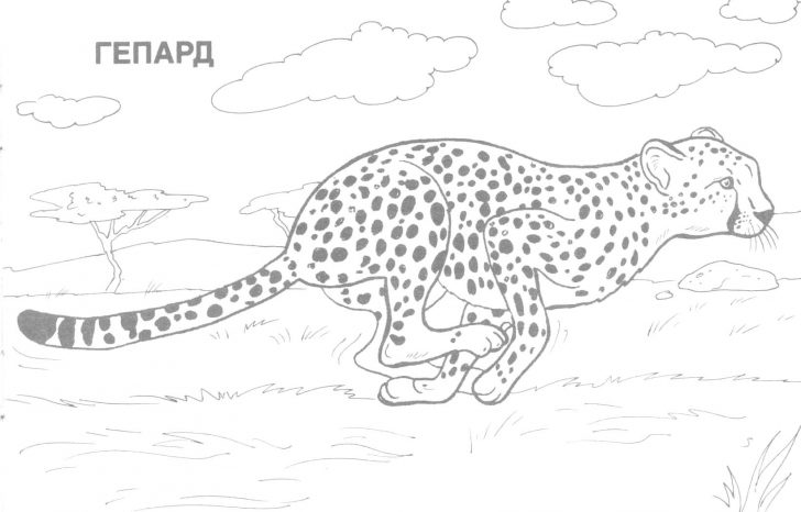 Free Printable Wild Animal Coloring Pages