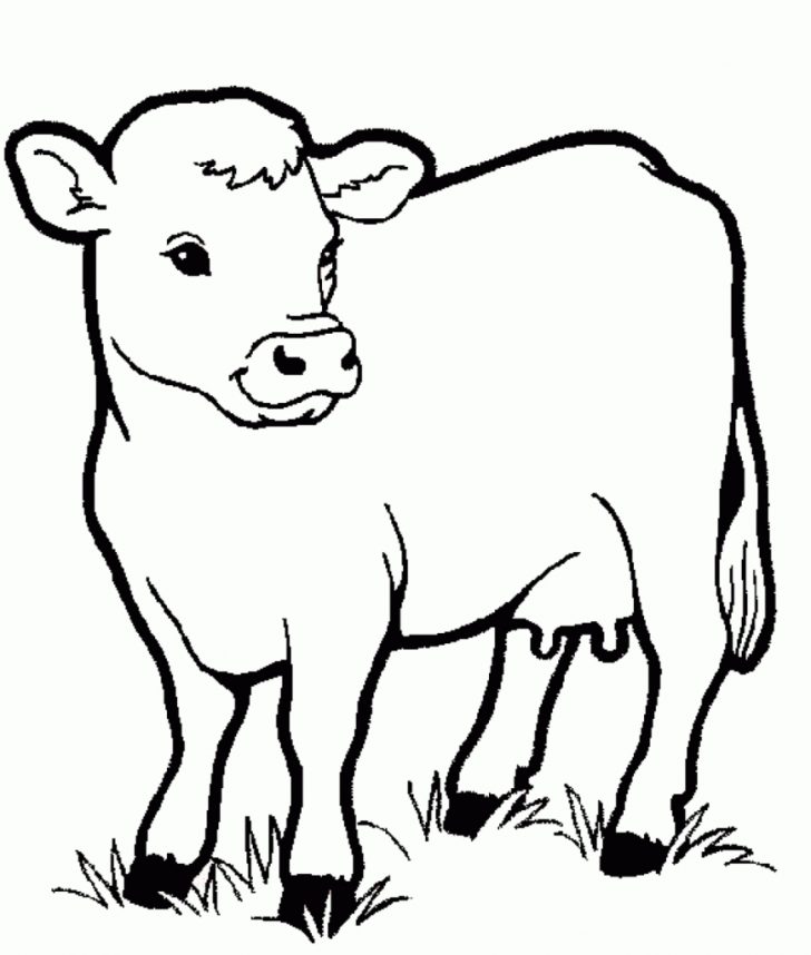 Coloring Pages Of Cows Free Printable