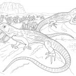 Desert Animals Coloring Pages North American | Coloring Pages   Free Printable Desert Animals