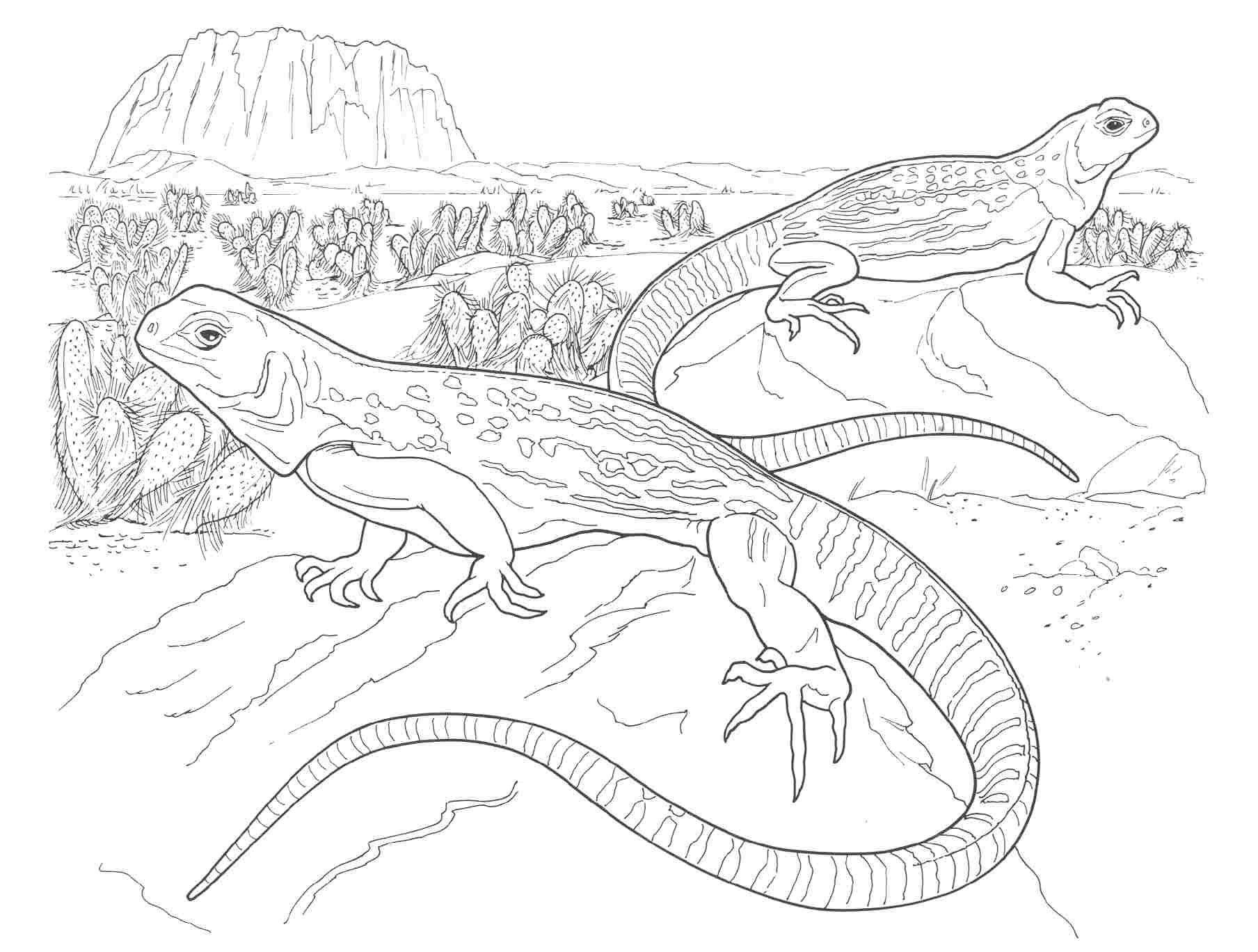 Desert Animals Coloring Pages North American | Coloring Pages - Free Printable Desert Animals
