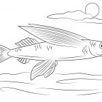 Flying Fish Coloring Page | Free Printable Coloring Pages   Free Printable Fish Coloring Pages