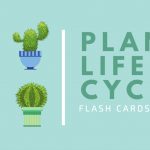 Free Online Flashcard Maker: Design Custom Flashcards   Canva   Free Printable Flash Card Maker Online