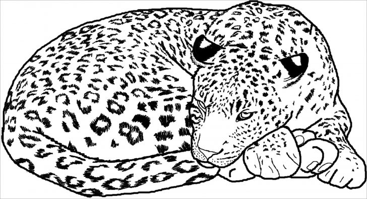 Free Printable Cheetah Pictures