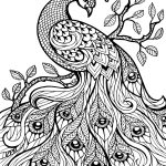 Free Printable Coloring Pages For Adults Only Image 36 Art   Free Printable Peacock Pictures