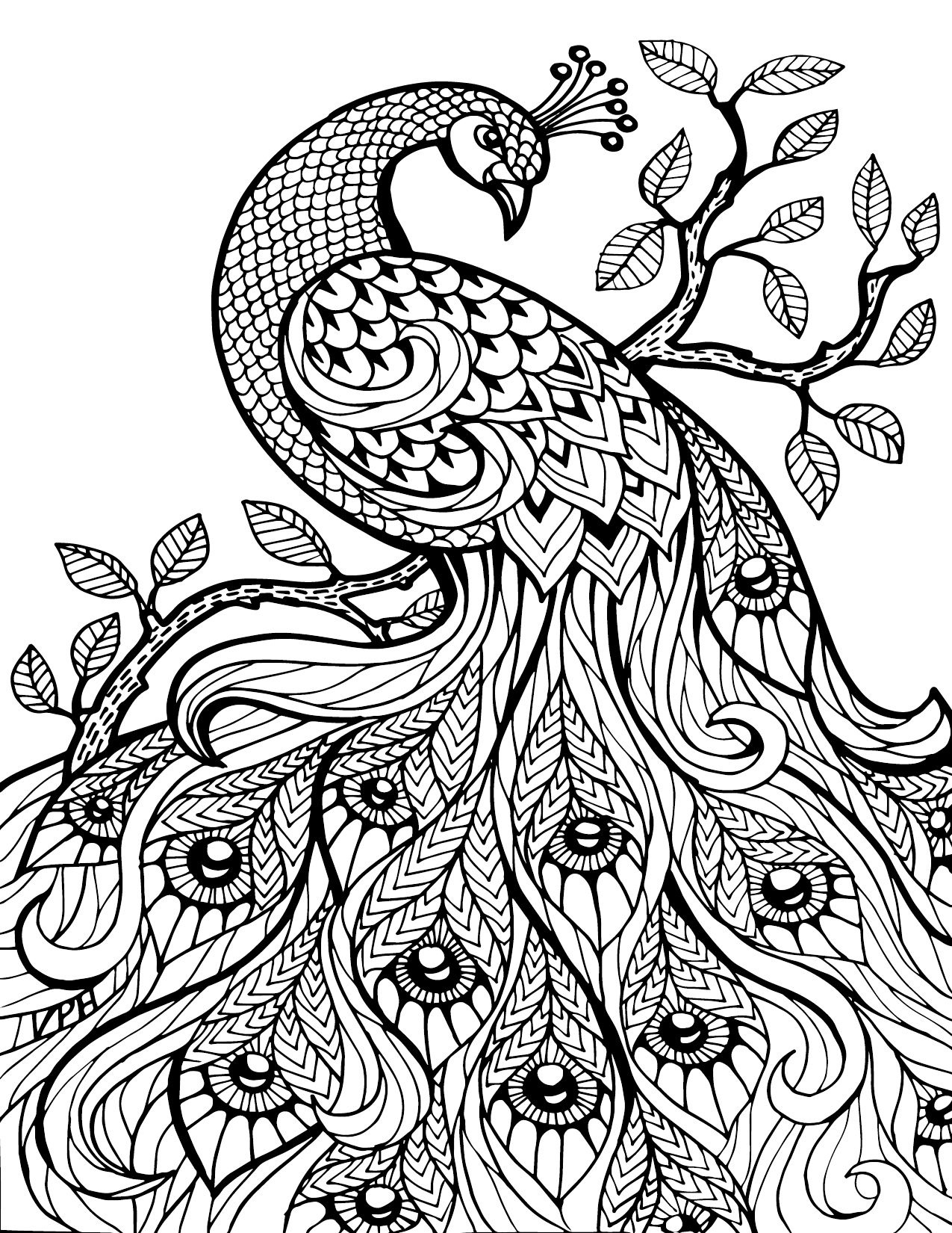 Free Printable Coloring Pages For Adults Only Image 36 Art - Free Printable Peacock Pictures