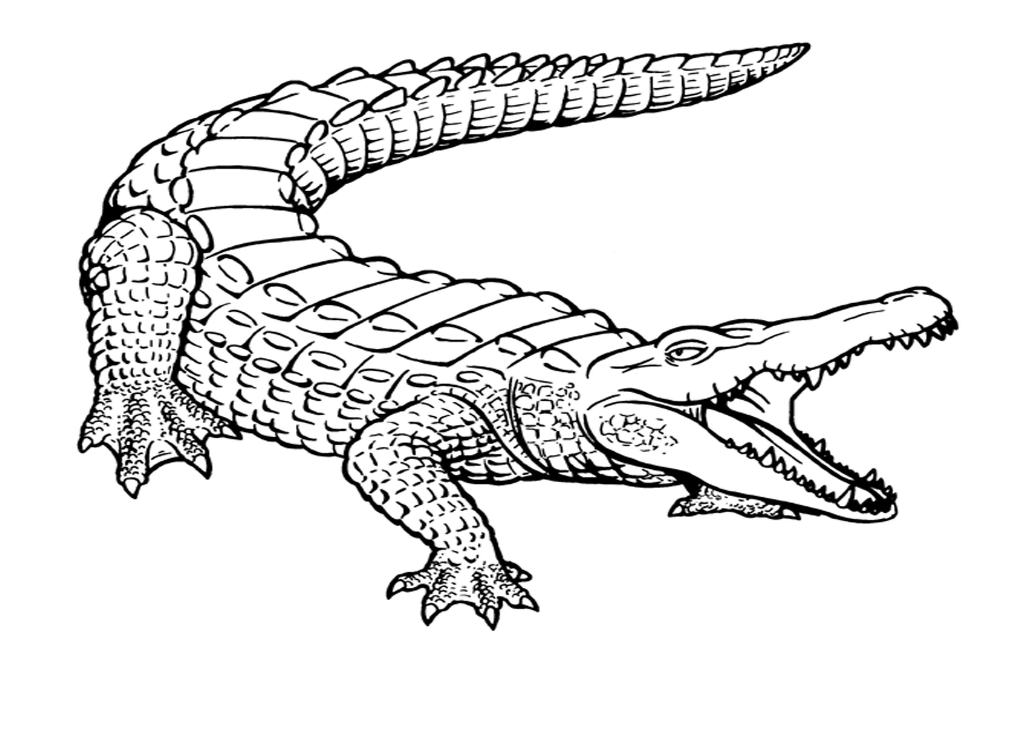 Free Printable Crocodile Coloring Pages For Kids | Ms | Coloring - Free Printable Pictures Of Crocodiles