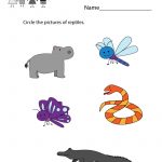 Free Printable Earth Science Worksheet For Kindergarten   Free Printable Reptile Worksheets