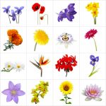 Free Printable Memory Game For Seniors   Flowers   Print And Cut Out   Free Printable Flowers